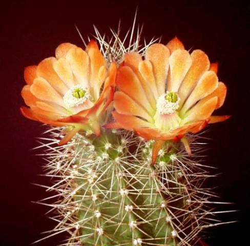 echinocereus_coccineus
